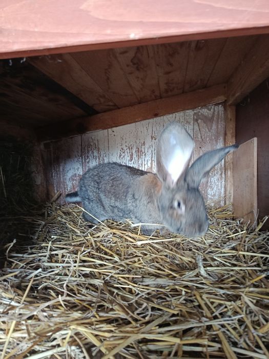 Olbrzym belgijski samica