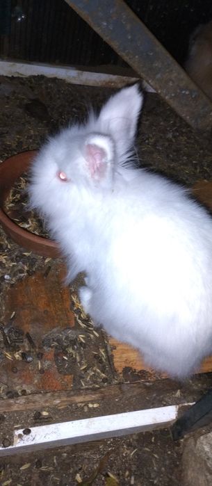 Coelhos anões novos