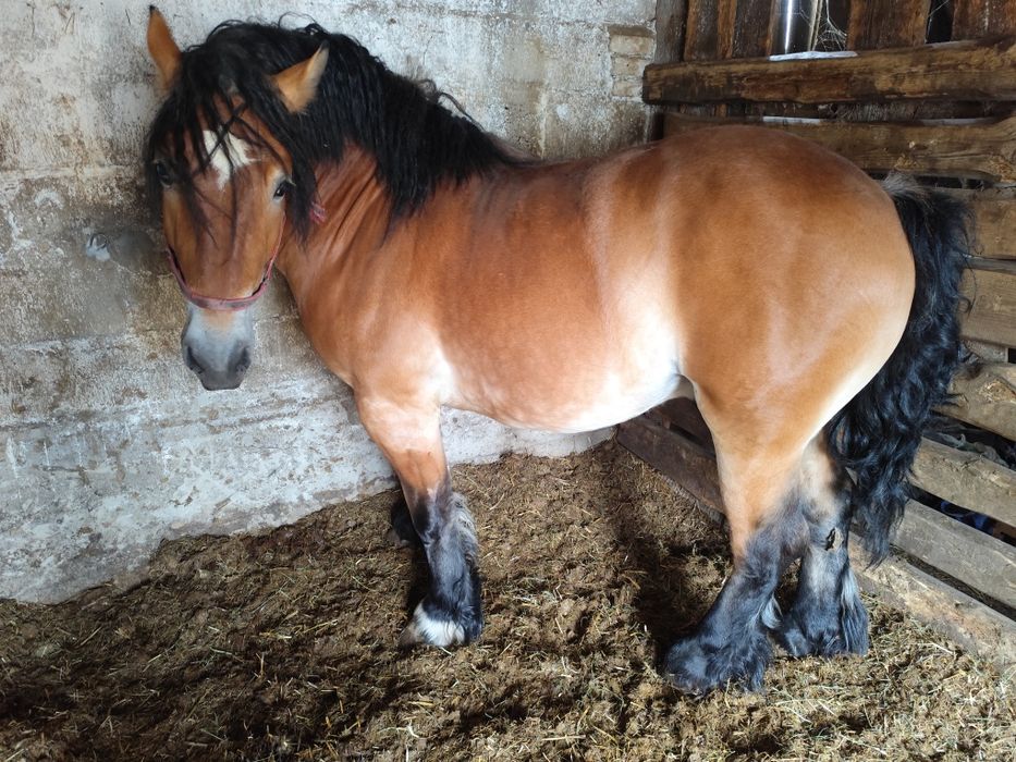 Ogier zimnokrwisty