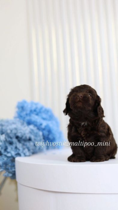 Хлопчик Неймовірні Шоколадні Мальтипу