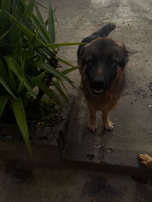 Adoção Pastor alemão macho