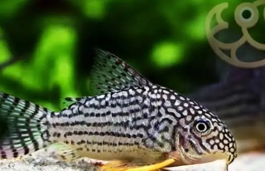 Corydoras sterbai 3,5 cm