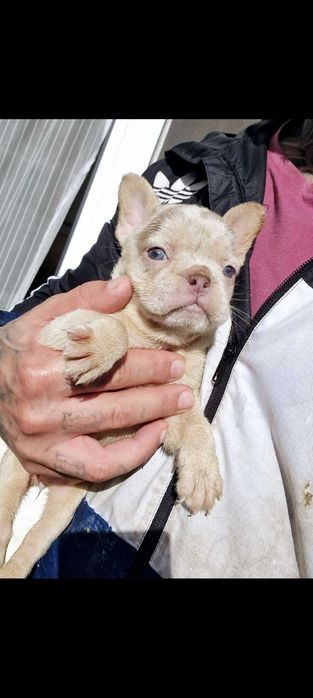 Bulldog francês Fêmea isabella Merle