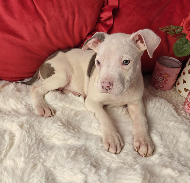 Śliczny piesek amstaff!