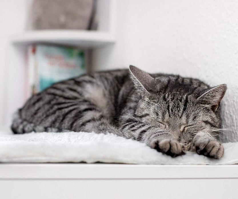 Nowy koc samonagrzewający / mata grzewcza dla kota Pfotenolymp !2122!