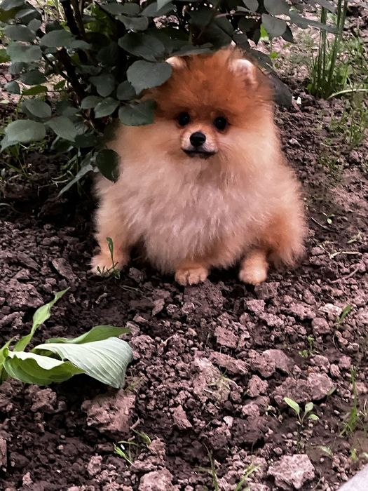 Шикарний ведмедик померанчик
