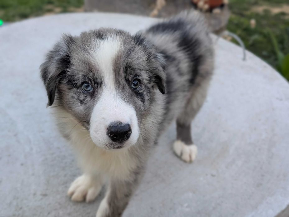 Border Collie samiec pies blue merle przebadani rodzice do odbioru