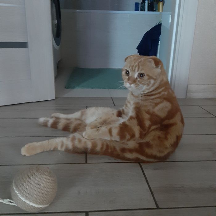 Вязка (шотландець скотіш фолд)