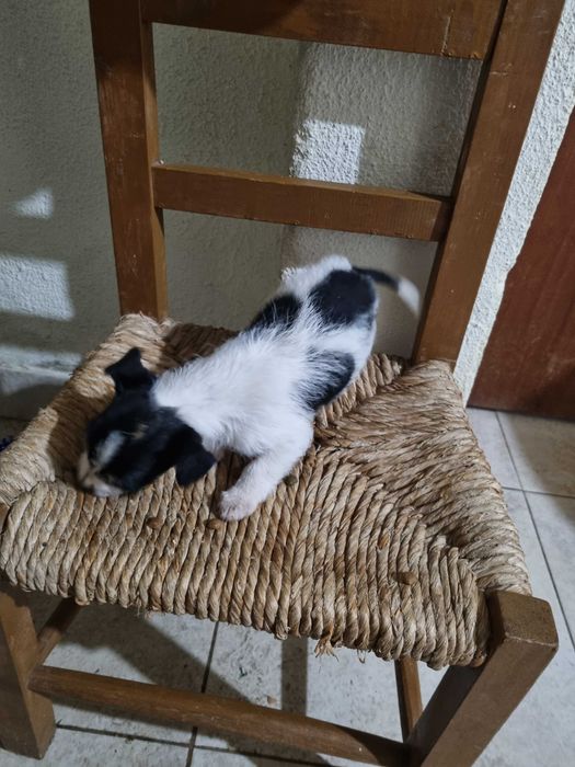 Doação de cachorros