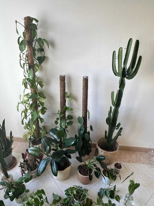 Lote ~15 plantas interior + acessórios premium jardinagem