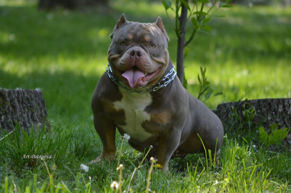 Американский Булли. Вязка