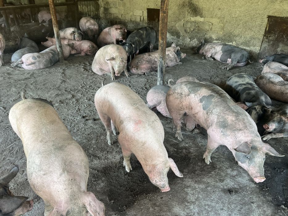 Свиньи живой вес 80 грн/кг