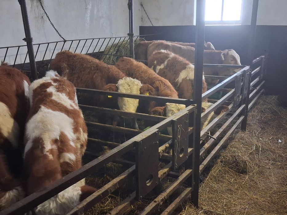 Byczki  żarłoki 180-220kg