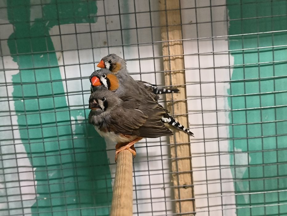 Mandarins exposição