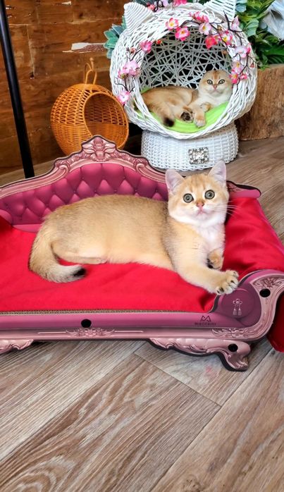 Пушистые малыши для нежной души. Ручные котята золотая шиншилла.