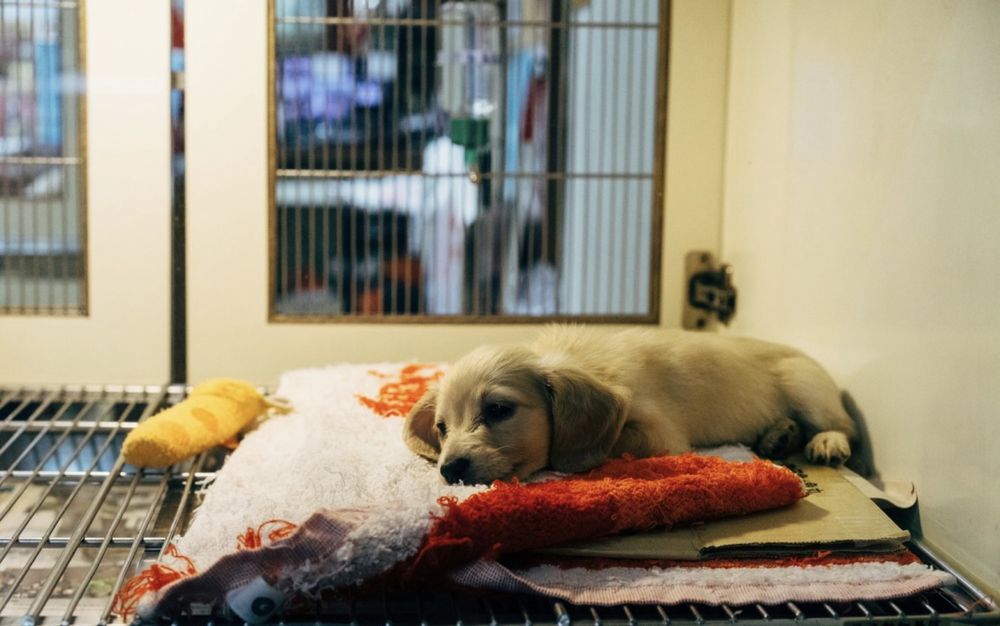 Ветеринарні послуги на дім без стресу