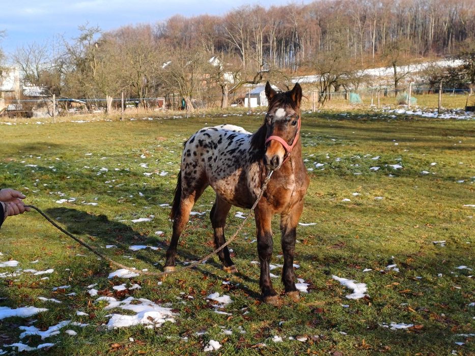 Piękny TATRANT 9 miesięcy
