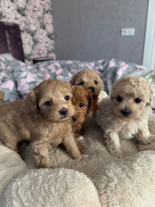 Собака мальтіпу, цуценята