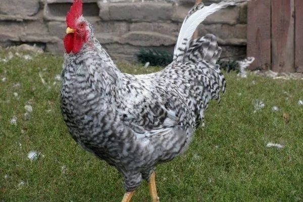 Инкубационное яйцо Боркоковская барвистая