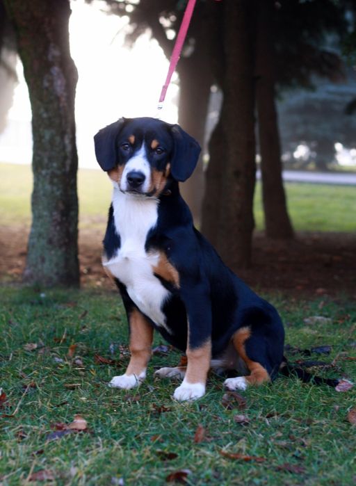 Найменший с зенненхундів! Ентлебухер зенненхунд! КСУ FCI