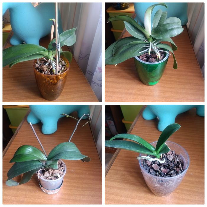 Орхидеи. Фаленопсиса.