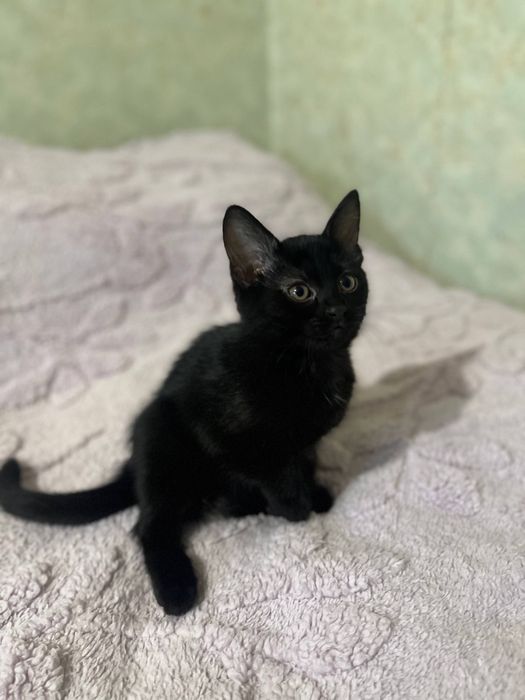 Котята 2 месяца