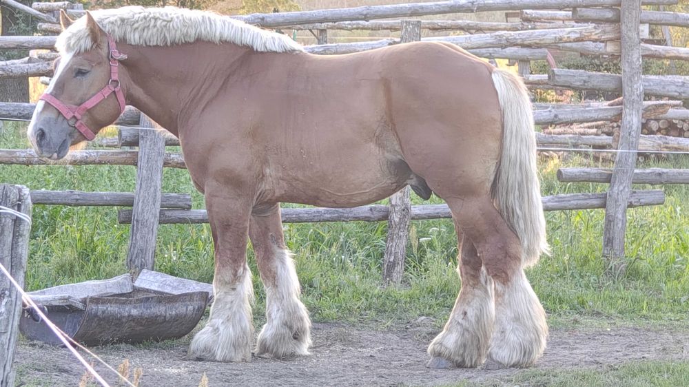Sprzedam ogiera zimnokrwistego
