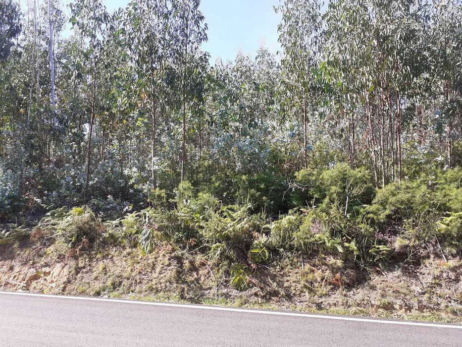 2 terrenos rústicos - Arganil.