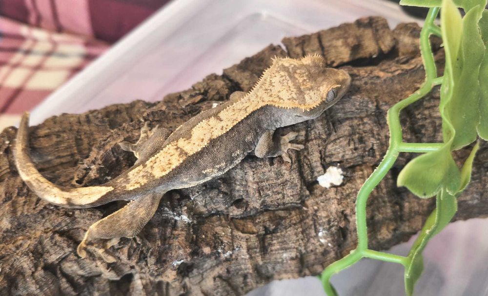 Gekon orzęsiony nsex Harlequin 12g