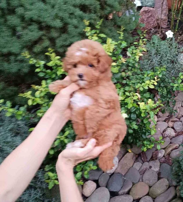 VIP малышка ПомаПу в ярком красном с белом окрасе. Киев, Теремки