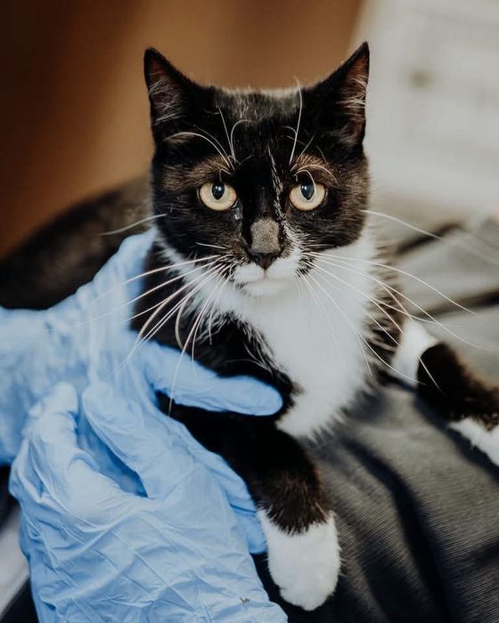 Delikatna koteczka do pilnej adopcji