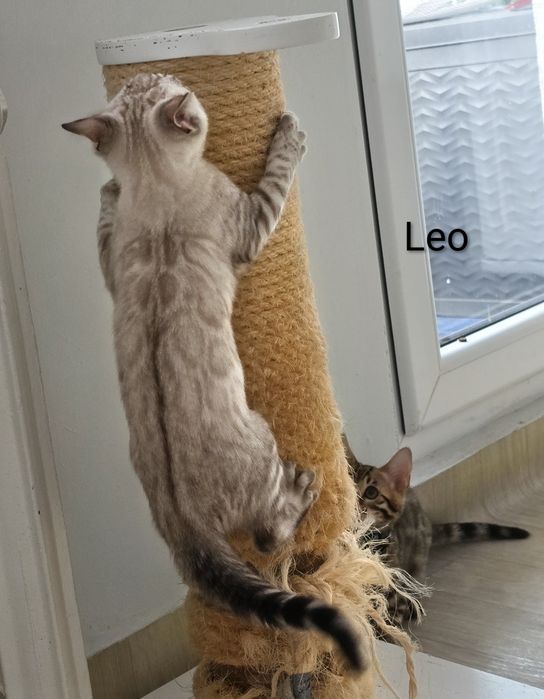 Biały lampart - LEO