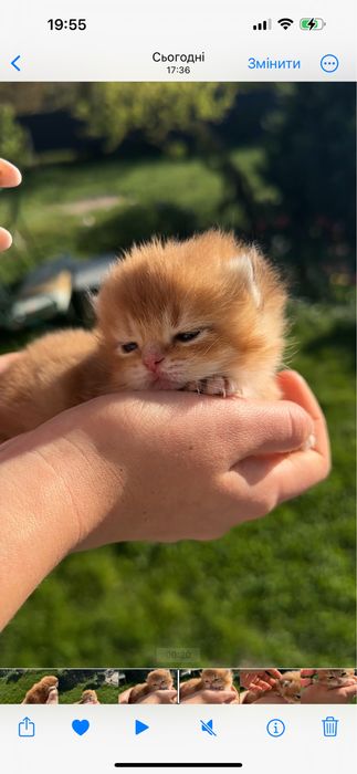 Зрлота британська шиншила кішечка котик