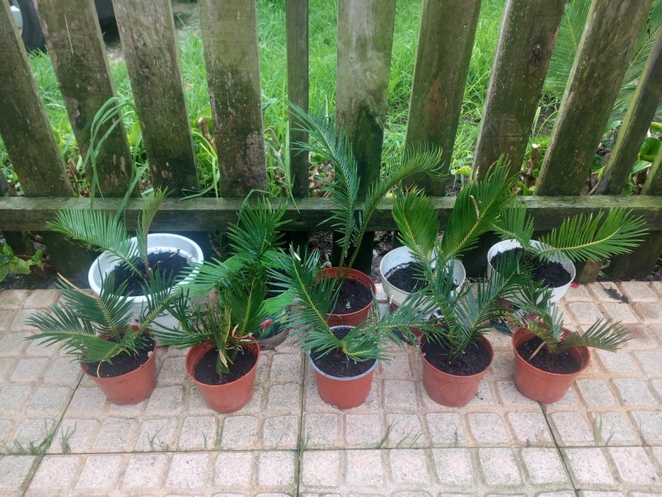 Vendo palmeiras cica