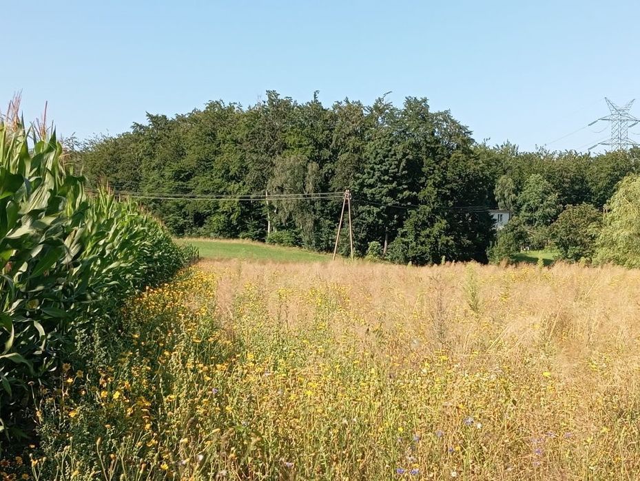 Działka Siedlisko Działka siedliskowa