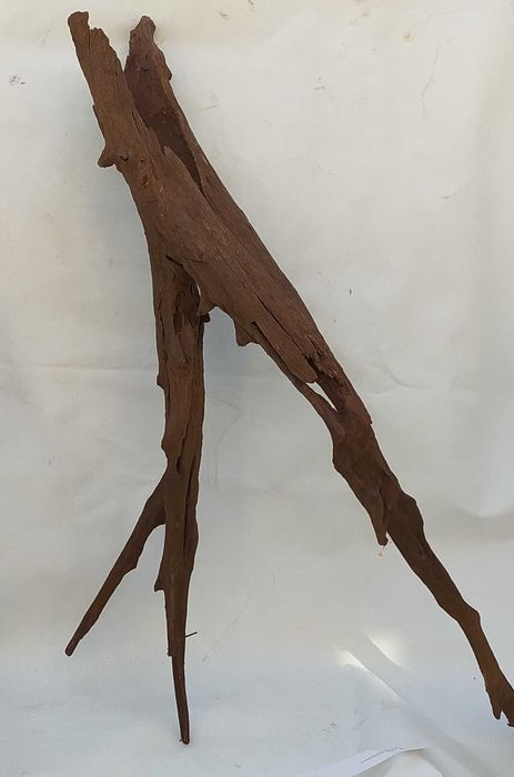 Korzeń mangrowca o ciekawym kształcie-duży