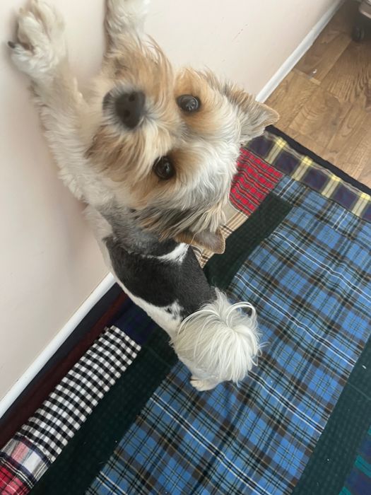 Вʼязка бівер йорк