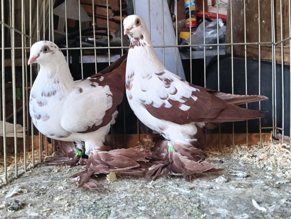 Gołębie widyny para