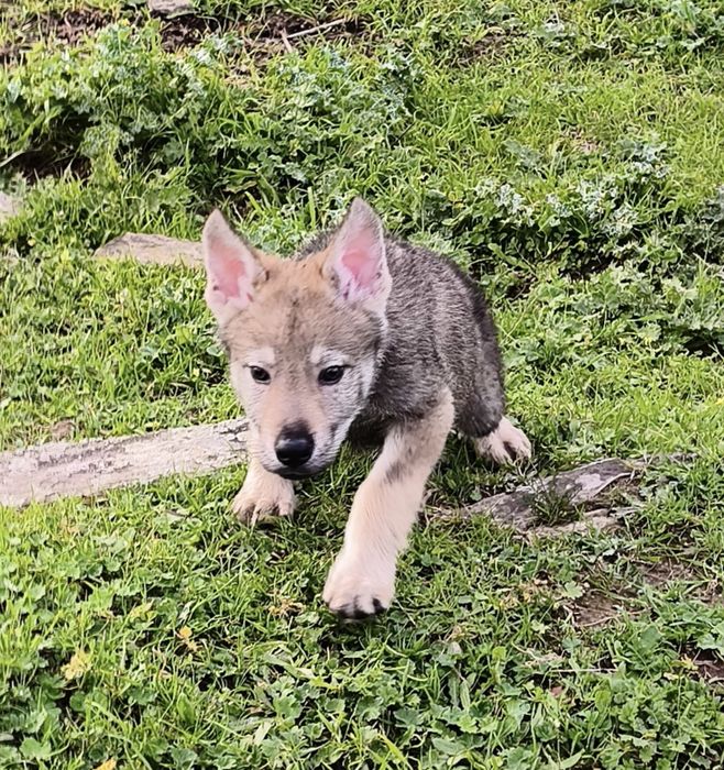 Cão Lobo Checoslovaco Macho c/ LOP