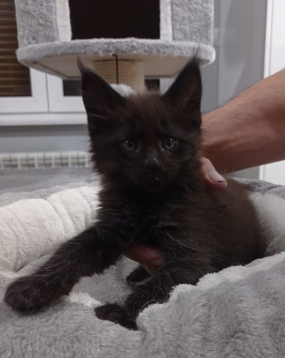 Śliczny  czarno dymny kocurek Maine Coon