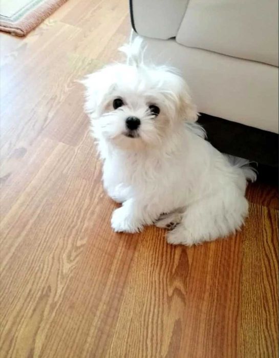 Bichon Maltês   Fêmea