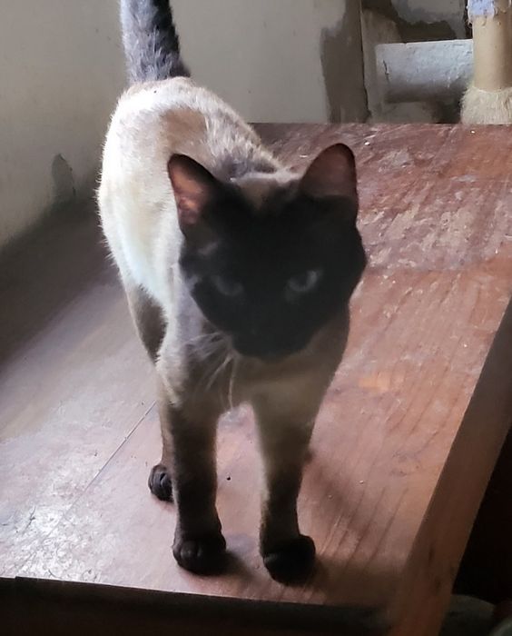 Gato Siamês para adoção
