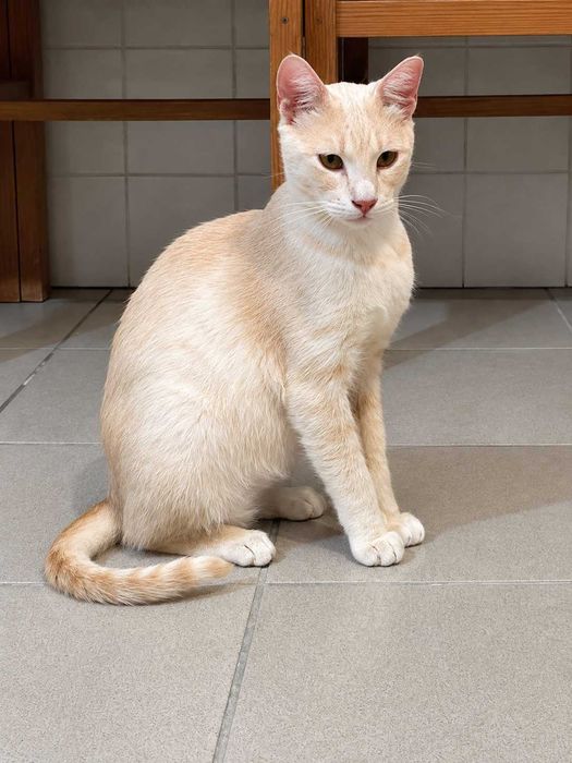 CASTRADO | Gato Juvenil para Adoção Responsável | Negativo a FIV e a FELV