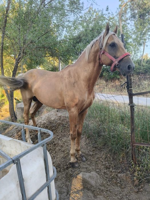Cavalo palomino  7 anos
