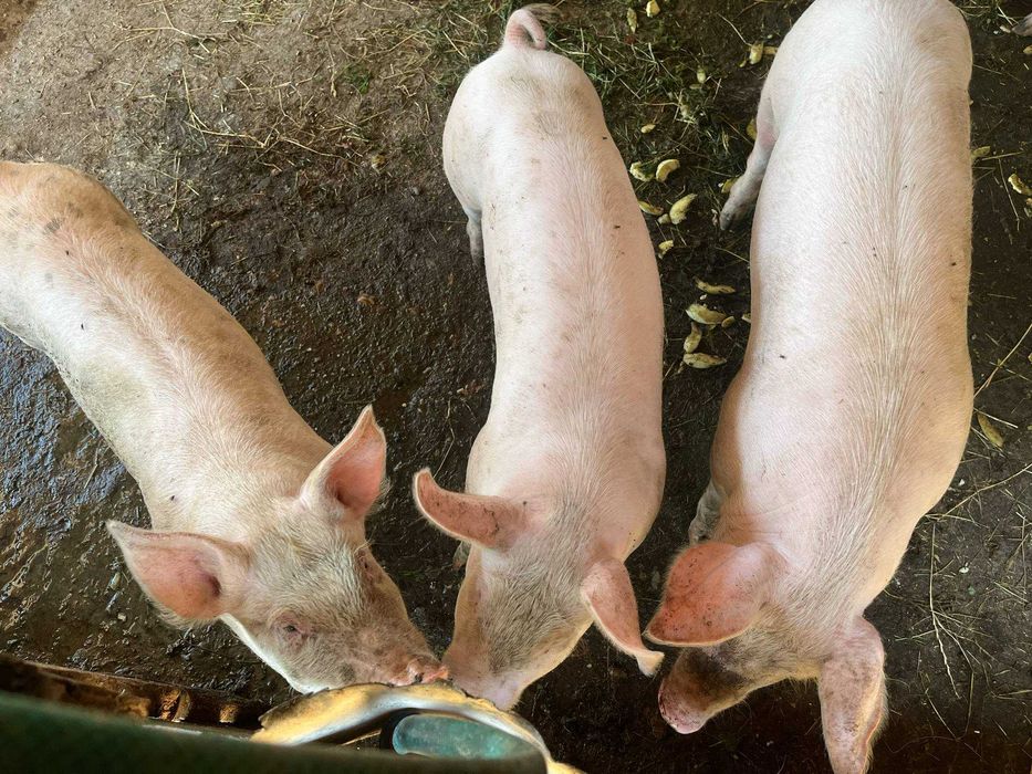 Продаю породисті поросята