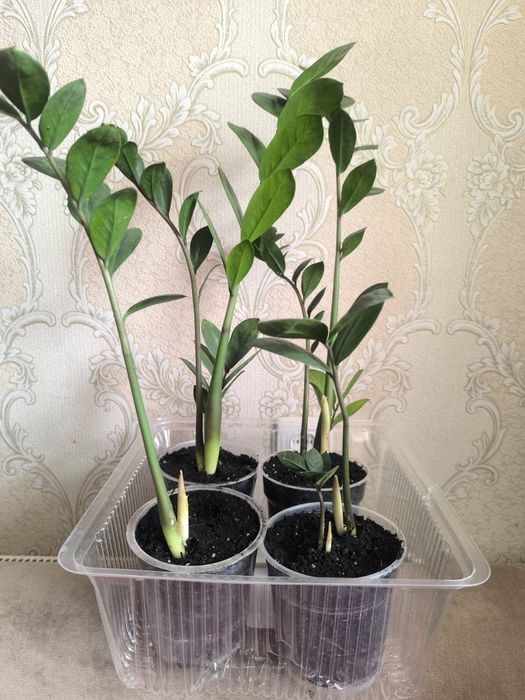 Квітка, заміокулькас, доларове дерево