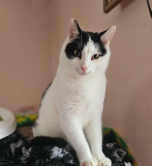 Tosiu  miłośnik przytulania, Roczny