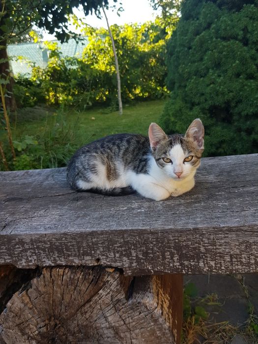 Київ, киця 3.5 міс. в дбайливі руки