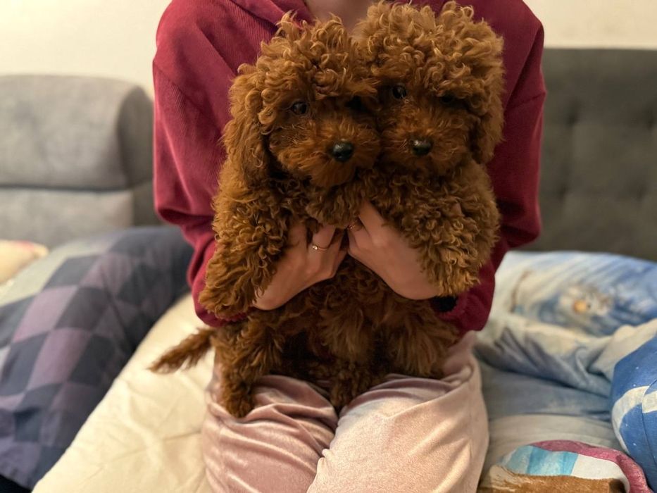 Шикарные ред брауны девочки