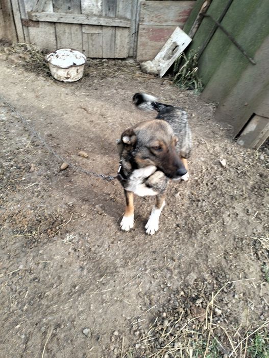 Віддам стерелізованих собак- дівчатка, в добрі руки